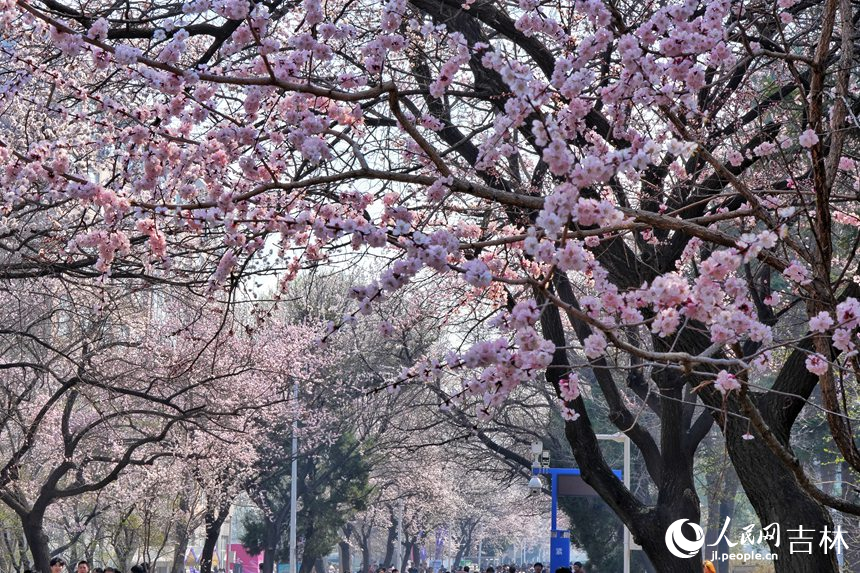 吉林大學杏花大道杏花盛開，迎來最佳觀賞期。人民網記者 李洋攝