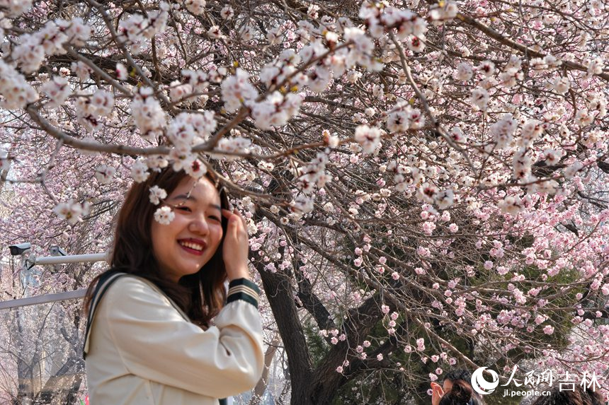 吉林大學杏花次第綻放，吸引市民游客拍照留念。人民網記者 李洋攝