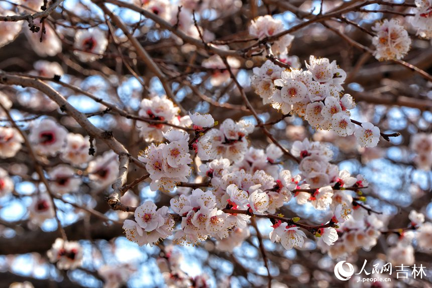谷雨時節，吉林長春杏花次第綻放。人民網記者 李洋攝