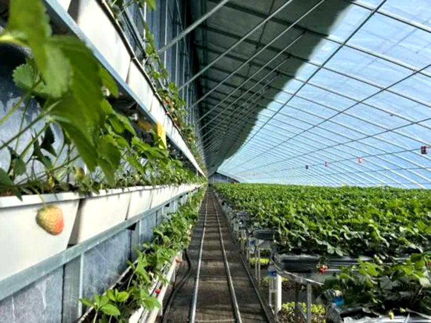 寒地高架草莓種植。