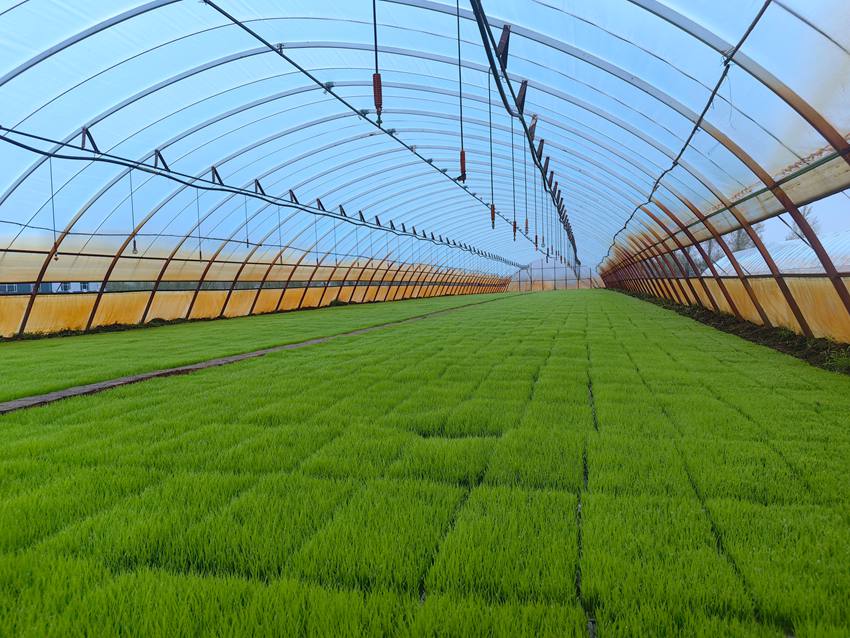 育苗備春耕。