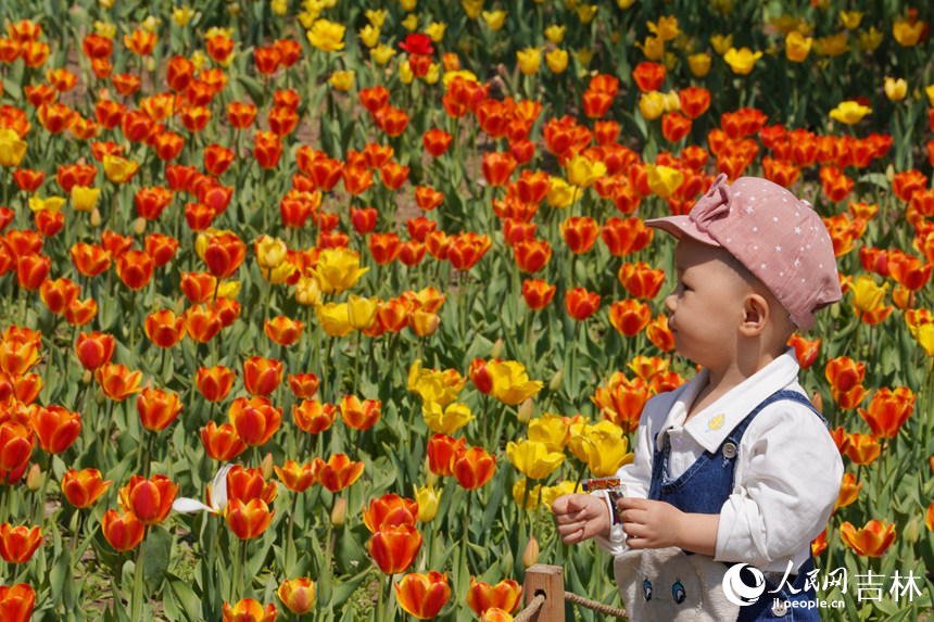 郁金香盛開。人民網記者 李洋攝