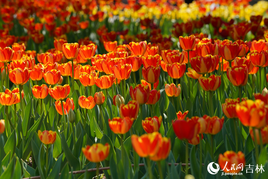 郁金香盛開。人民網記者 李洋攝