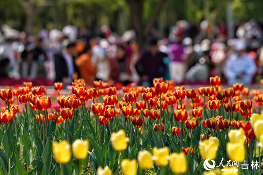 郁金香盛開。人民網記者 李洋攝