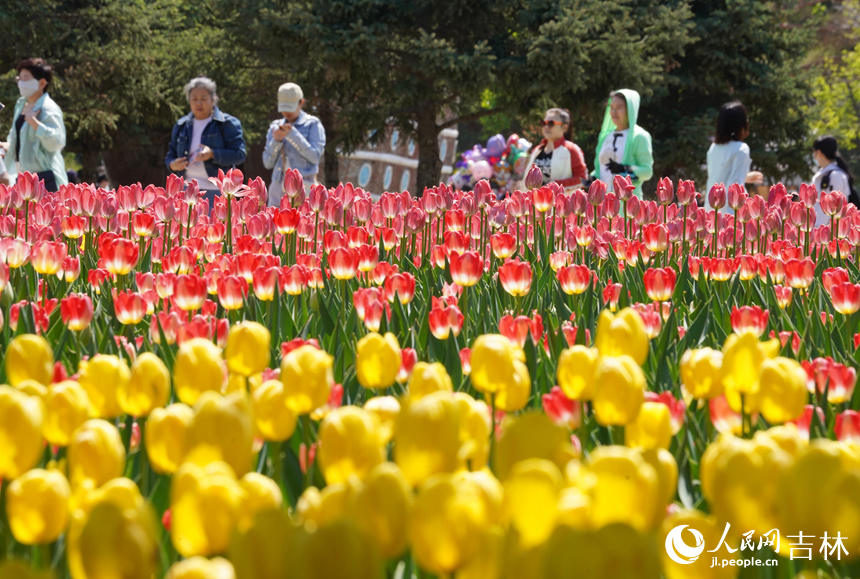 長春公園郁金香綻放。人民網記者 李洋攝