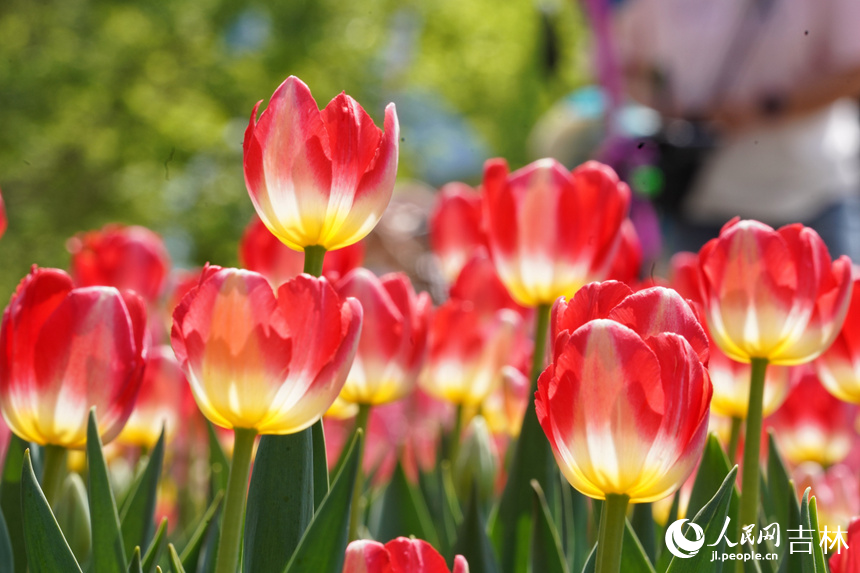 郁金香盛開。人民網記者 李洋攝
