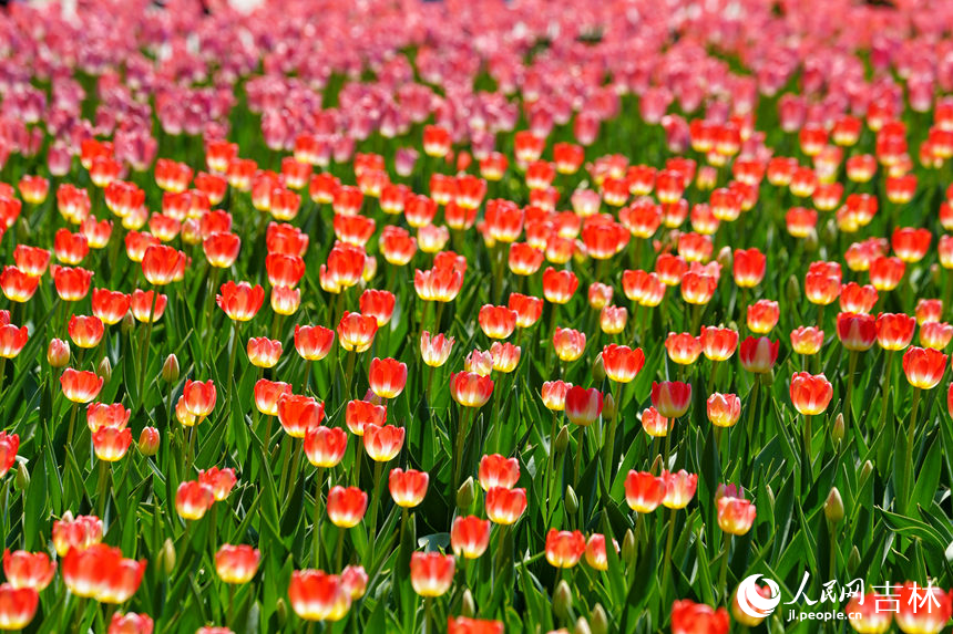 郁金香盛開。人民網記者 李洋攝