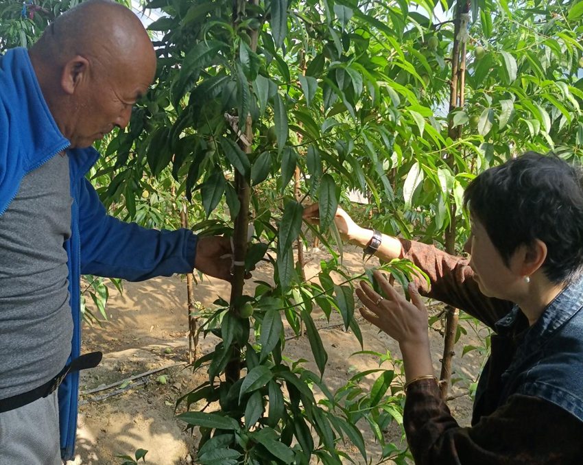 吉林龍潭吉桃科技小院的桃樹已經開始結果。（吉桃科技小院供圖）