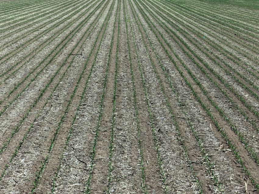 國家百萬畝綠色食品原料（玉米）標準化生產基地核心示范區。人民網記者 王海躍攝