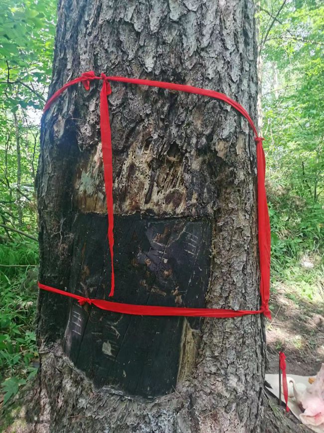 古老的長白山人參“兆頭”。曹保明供圖