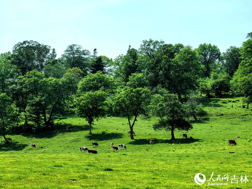 臨江市溪谷高山草原愜意寧靜。人民網記者 王海躍攝