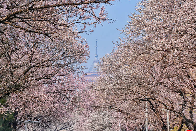 吉林大學杏花節。人民網記者 李洋攝