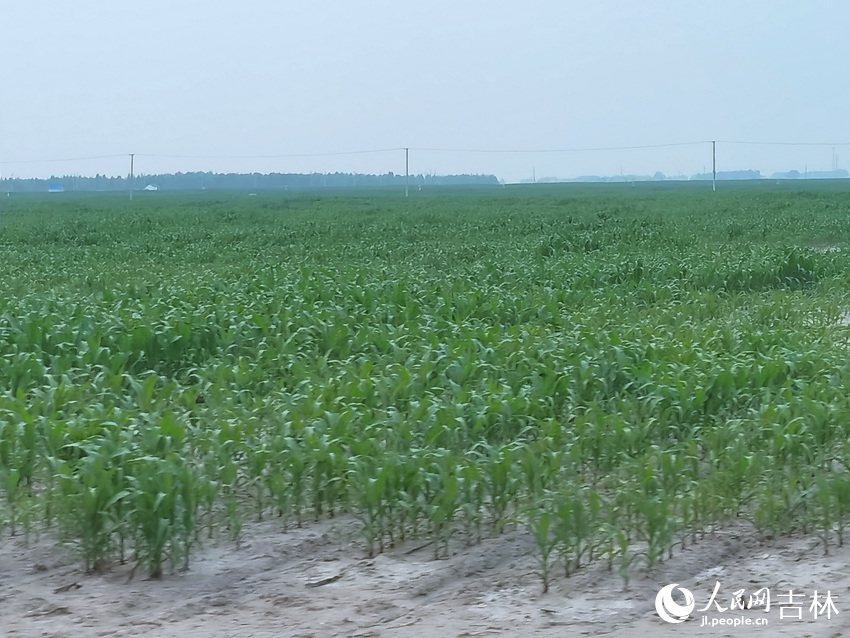 吉林協聯蘇打鹽堿地改良種植基地。人民網記者 馬俊華攝