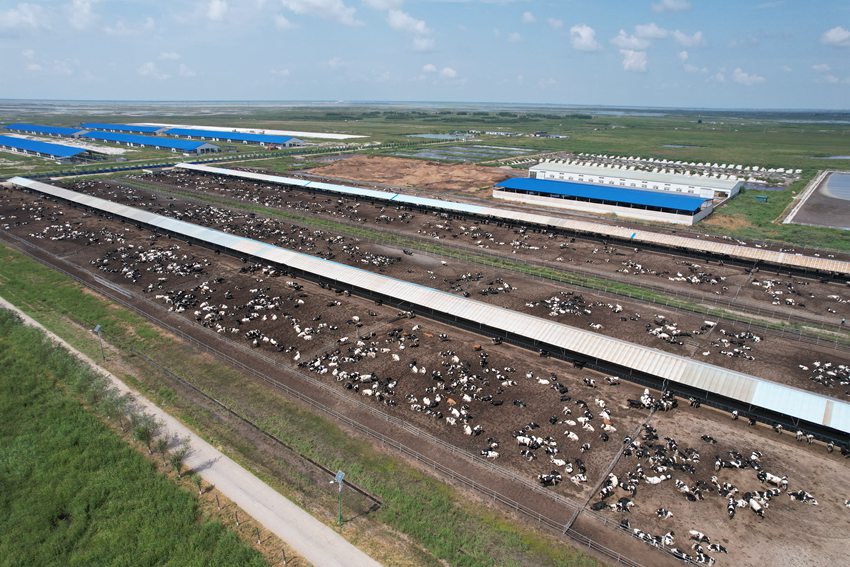 牧業為鎮賚發展蓄勢賦能。潘晟昱攝