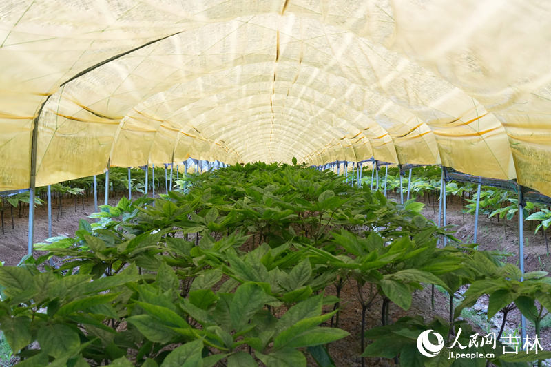 2023年，吉林省人參產業綜合產值首次突破700億元，同比增長10.3%。圖為位于撫松縣的人參良種繁育示范區。人民網記者 李洋攝