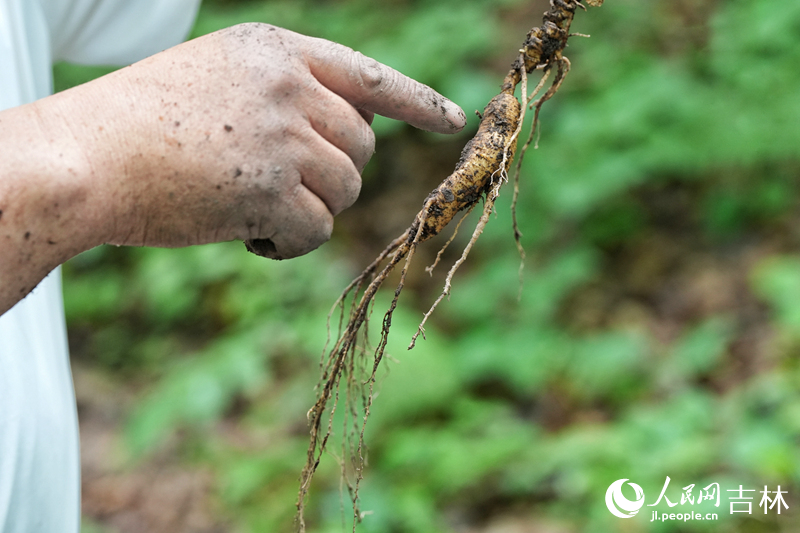 剛采挖出的優質林下參將銷往各地。人民網記者 李洋攝