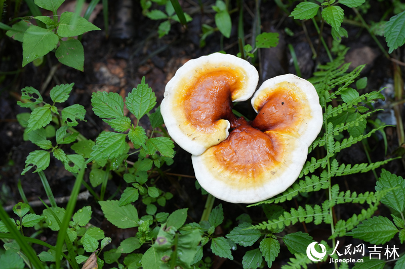 在吉林延邊國家級林下靈芝種植標準化示范區，一棵棵林下靈芝肥厚有型、長勢喜人。人民網記者 李洋攝