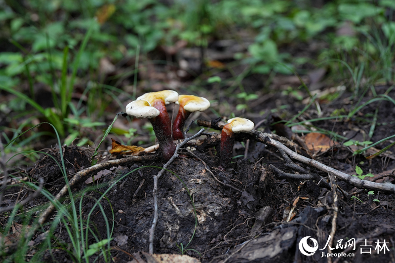 2023年，延邊地區靈芝發展693萬椴，產量943噸。這一被當地村民稱為“仙草”的道地藥材，正走出深山，為當地村民撐起一把“致富傘”。人民網記者 李洋攝