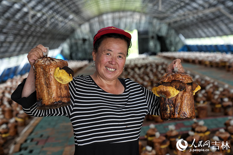 近年來，和龍市桑黃產業在農民增收、就業帶動、經營模式等方面產生了良好的社會效益和經濟效益。人民網記者 李洋攝