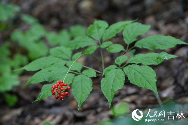長白山林下人參。人民網記者 李洋攝