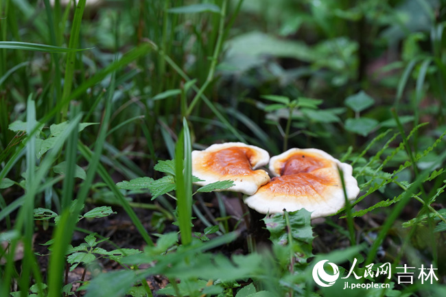 林下靈芝。人民網記者 李洋攝