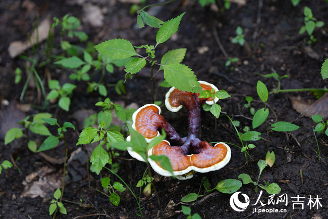 林下靈芝。人民網記者 李洋攝