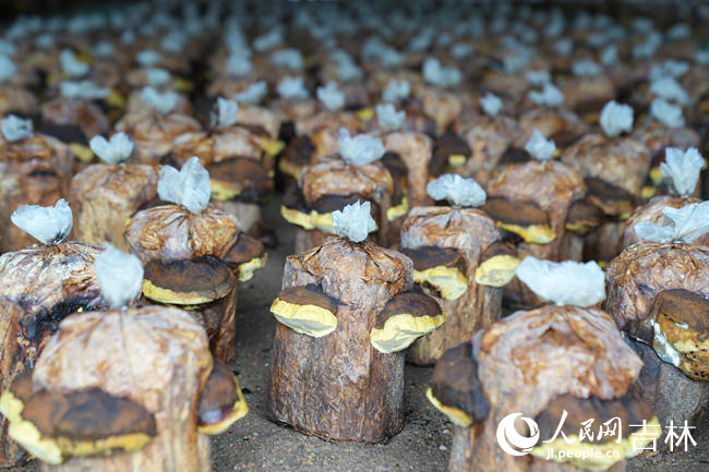 桑黃。人民網記者 李洋攝