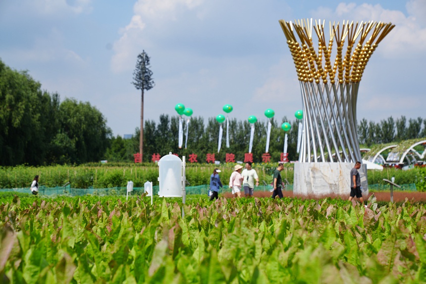 長春農博會大田作物展示區。人民網記者 李洋攝