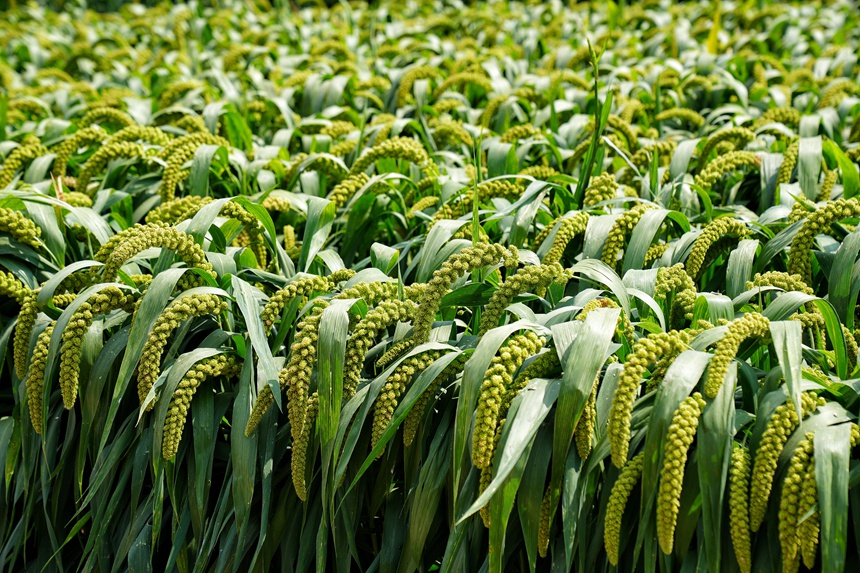 在吉林省農科院成果展示區，糧食作物長勢良好。人民網記者 李洋攝