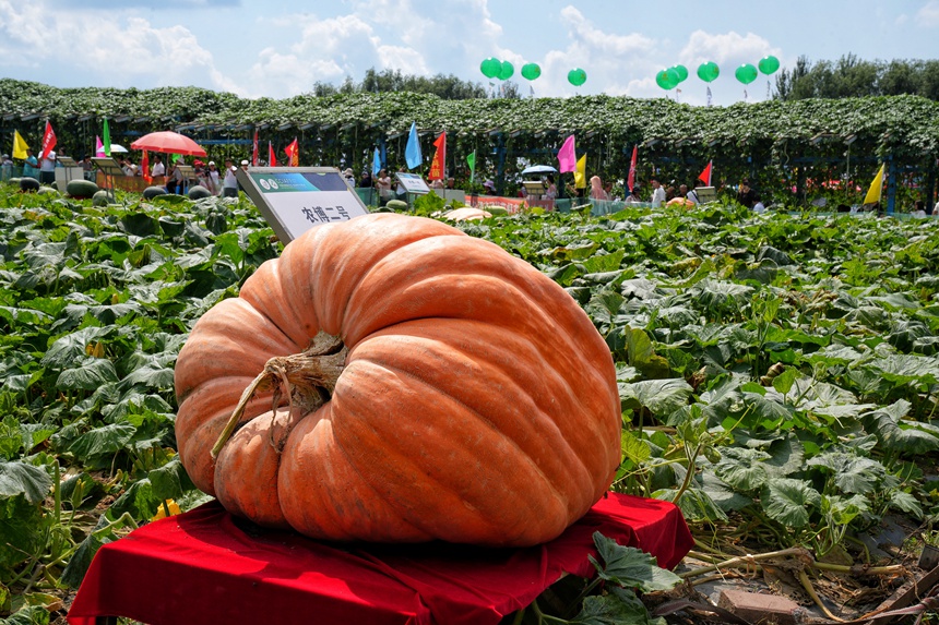 長春農博會展示的巨型南瓜。人民網記者 李洋攝