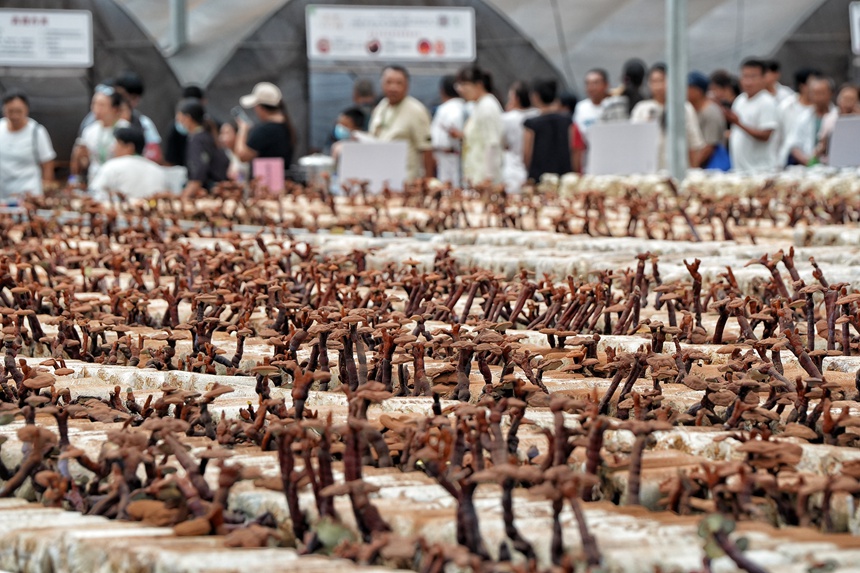 圖為長春農博會現代菌物示范區。人民網記者 李洋攝