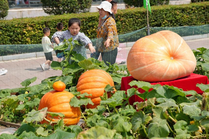 長春農博會上展示的巨型南瓜。人民網記者 李洋攝