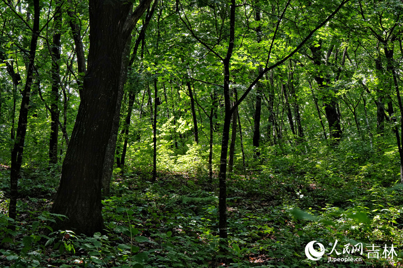 長白山脈森林中，適宜人參生長的環境。人民網記者 李洋攝