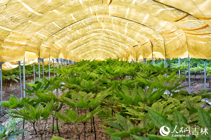 位于撫松縣的人參良種繁育示范區。人民網記者 李洋攝