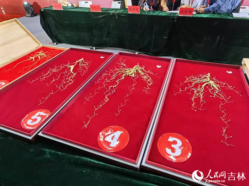 野山參（干品）展示。人民網記者 馬俊華攝