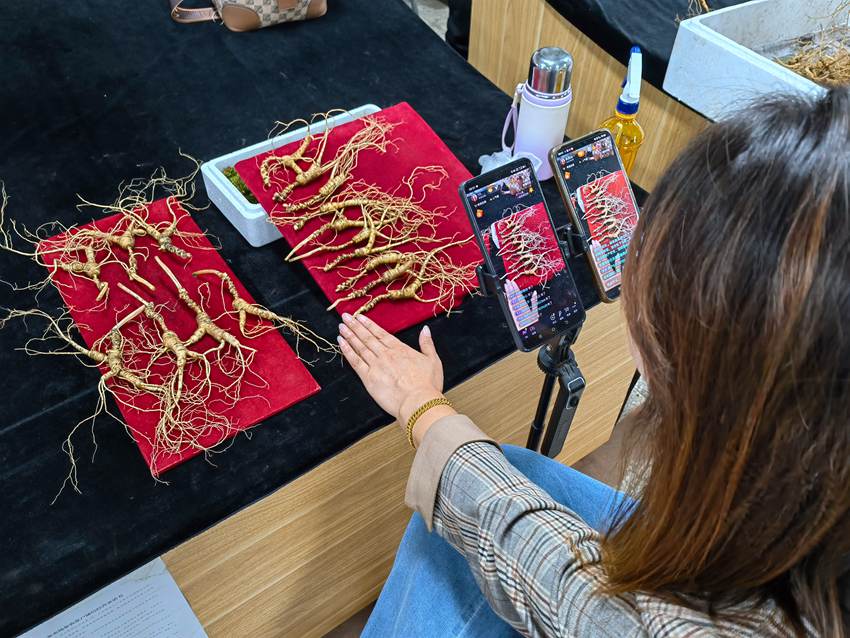 萬良國家級長白山人參市場里的商戶正在直播。人民網記者 馬俊華攝