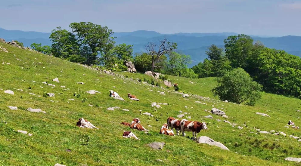 幸福通化，綠意之城