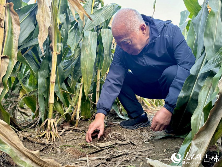 梨樹縣農業技術推廣總站站長王貴滿展示著“梨樹模式”下的黑土地。人民網記者 李思玥攝