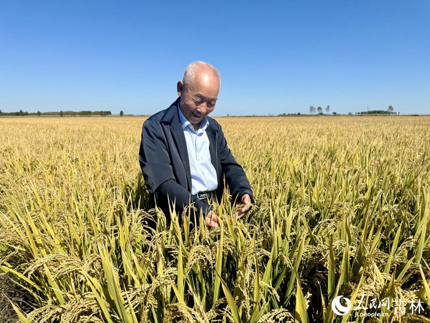英臺農機農民專業合作社理事長任志國看著顆粒飽滿的稻穗露出喜悅的笑容。人民網記者 李思玥攝