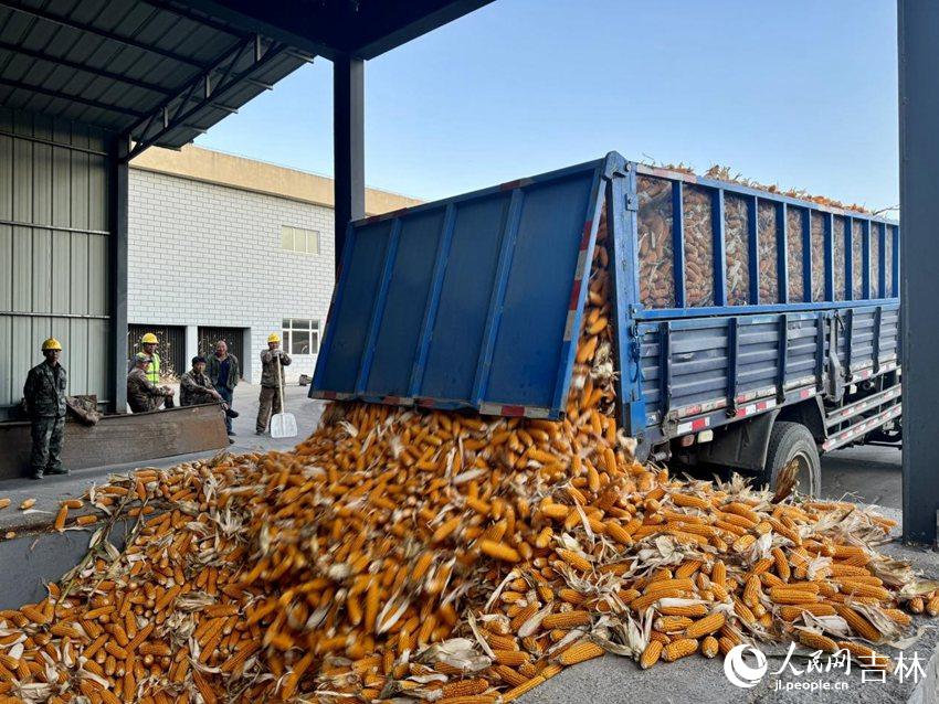 從田里收獲的玉米穗即將進入生產線。人民網記者李思玥攝