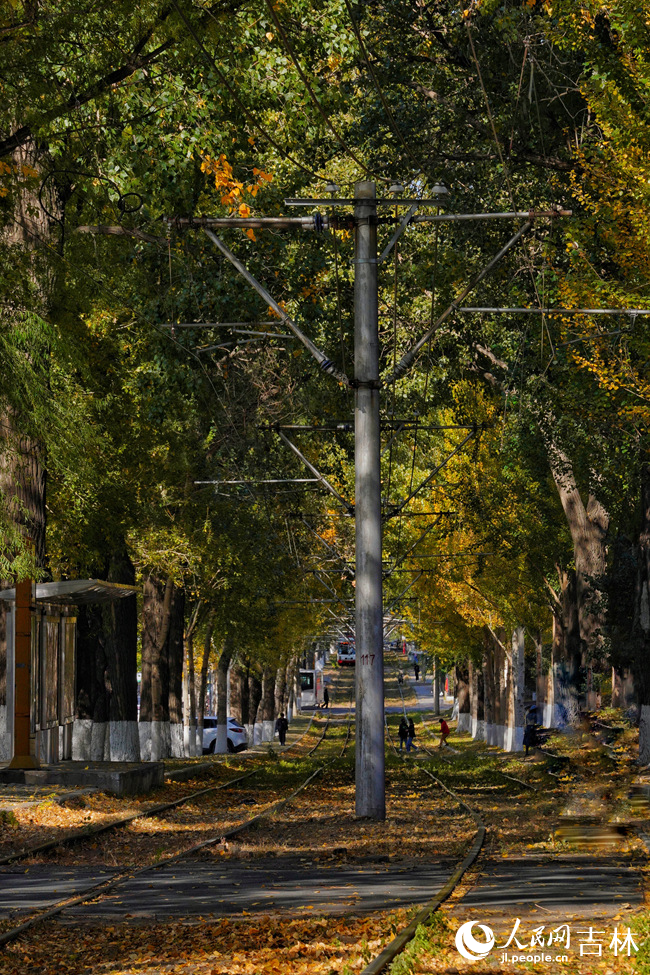 長春市54路有軌電車落葉景觀街區秋景如畫。人民網記者 李洋攝