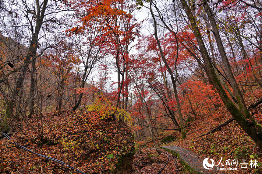 穿行于山間，滿山紅葉連綿不絕。人民網記者 李洋攝