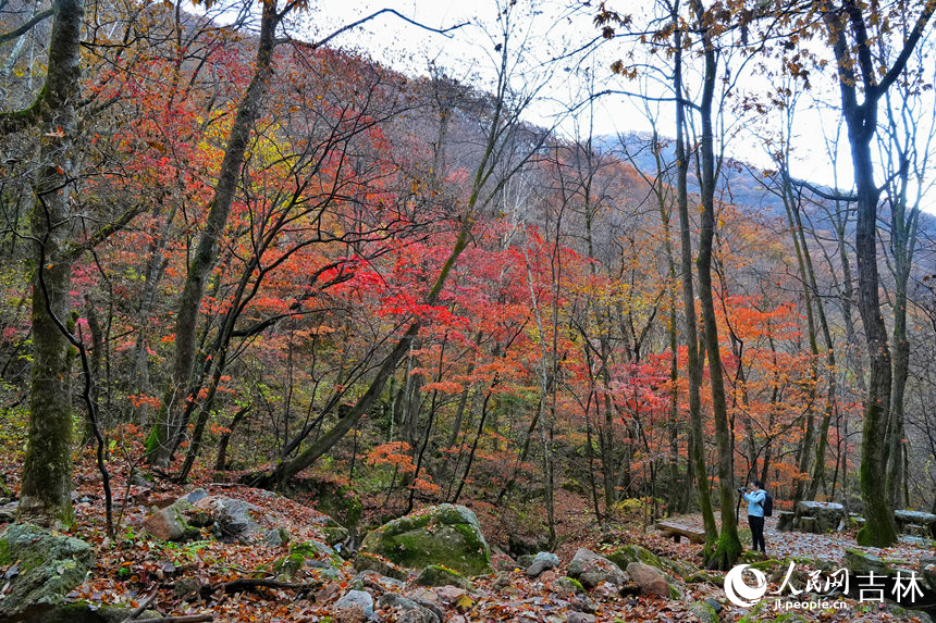 游客在山林間感受爛漫多姿的秋天。人民網記者 李洋攝