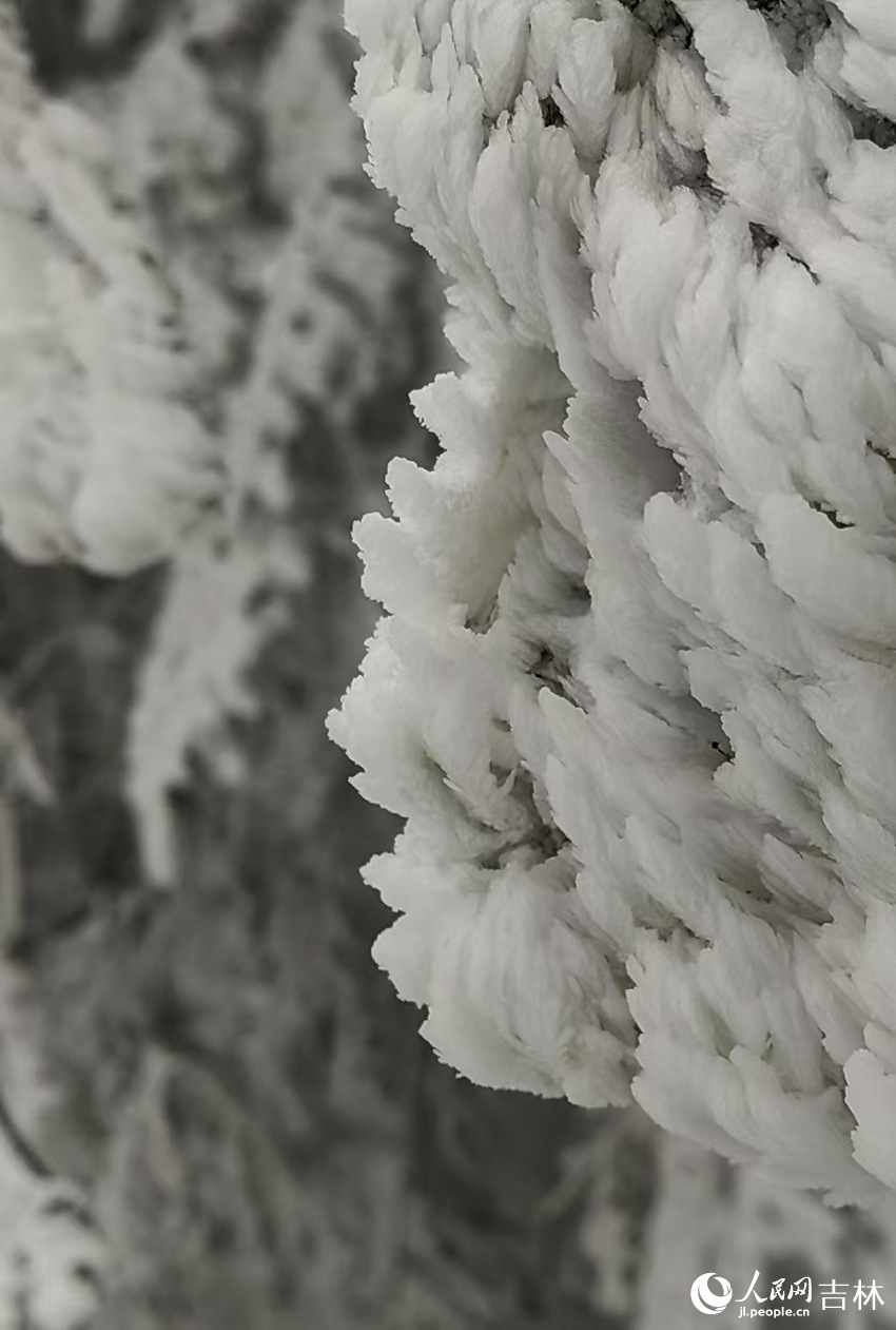 吉林市初雪玉樹銀花，分外妖嬈。人民網記者 李成偉攝