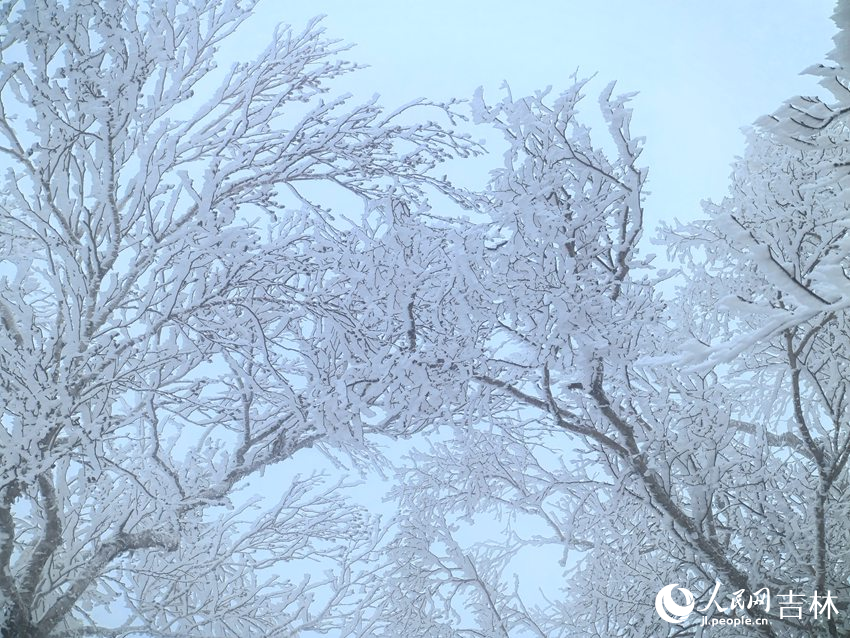 吉林市初雪玉樹銀花，分外妖嬈。人民網記者 王海躍攝