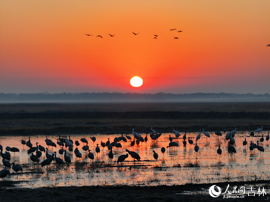 吉林莫莫格濕地迎候鳥南遷高峰期