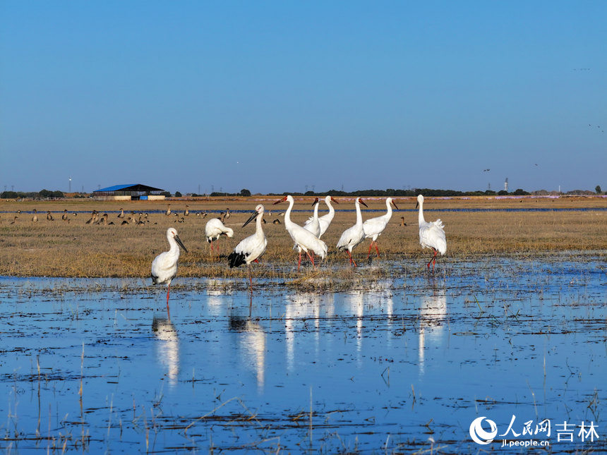 吉林莫莫格濕地迎候鳥南遷高峰期【5】