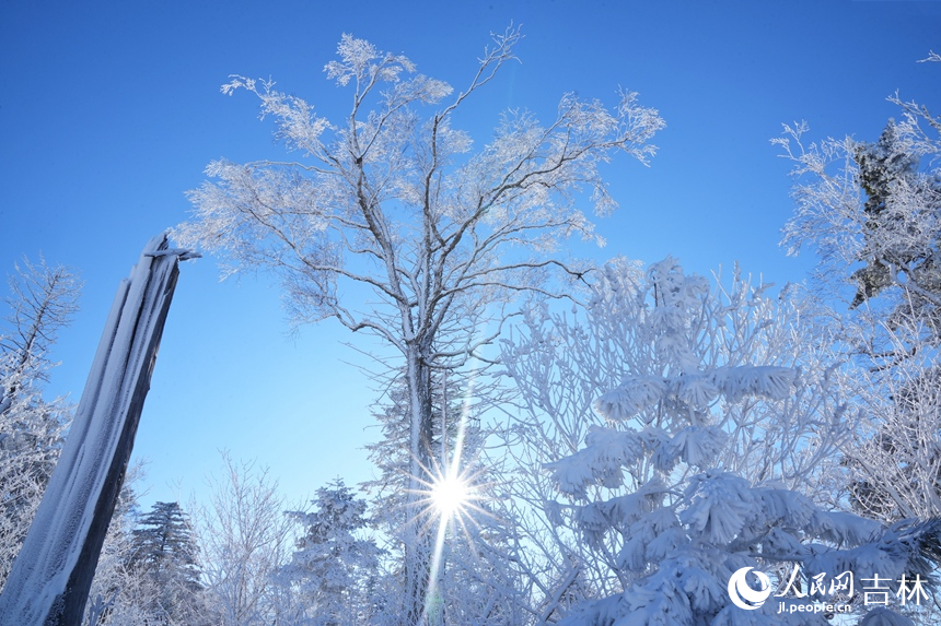 輕盈潔白的霧凇附著在叢林之上,晶瑩剔透,美輪美奐。人民網記者 李洋攝