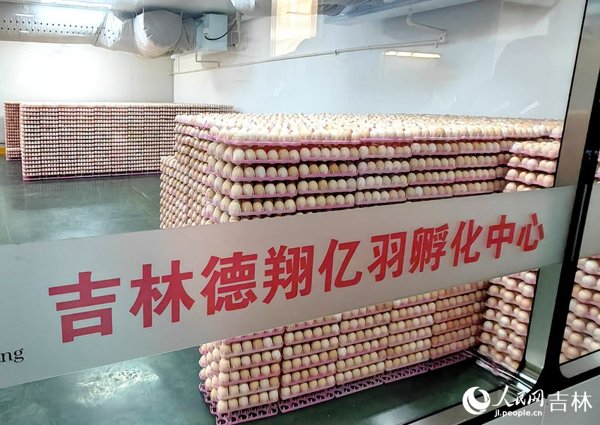吉林德翔億羽孵化中心種蛋存放庫。人民網記者 關思聰攝