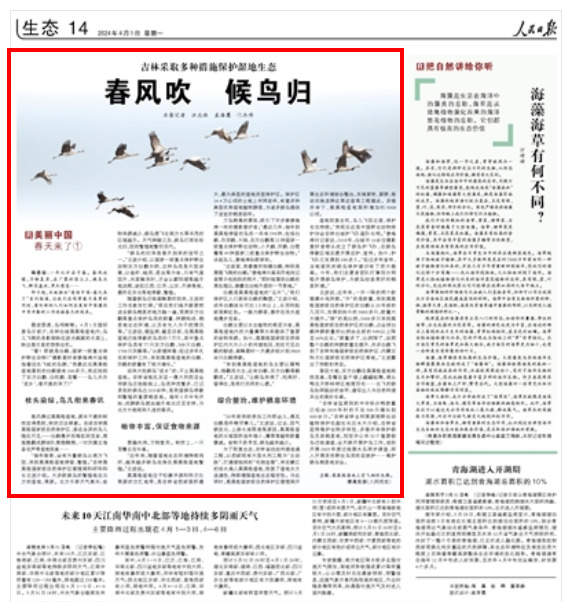 吉林濕地生態：春風吹 候鳥歸